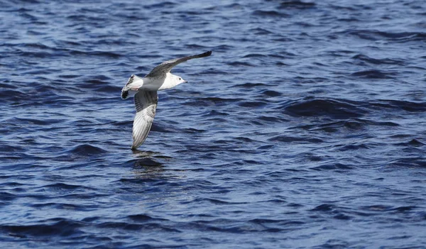 Belle Mouette Vol Été — Photo