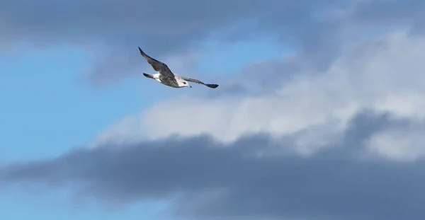 Schöne Möwe Flug Sommer — Stockfoto