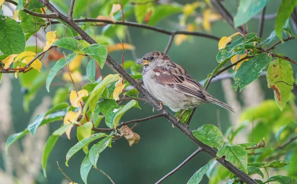 Moineau Dans Les Buissons Été — Photo