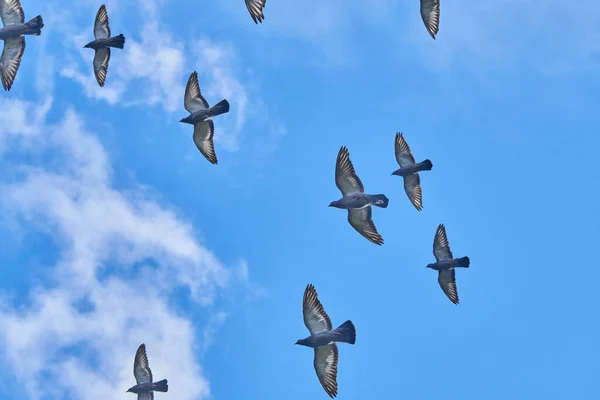 Ein Schwarm Tauben Flug — Stockfoto