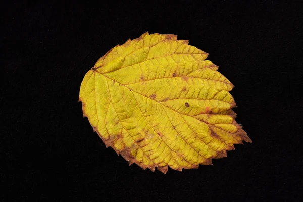 Feuilles Framboises Jaunes Sur Fond Noir — Photo