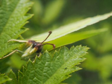 Yeşil yapraklı yeşil kelebek
