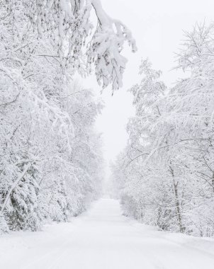 Ormandaki yol. Kış