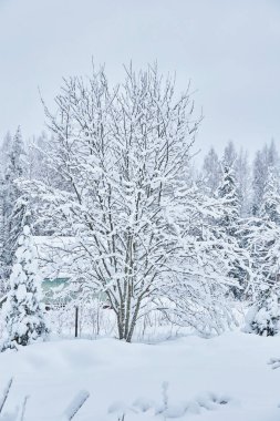 Kışın ormanda çerçeve ev
