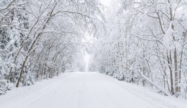 Ormandaki yol. Kış