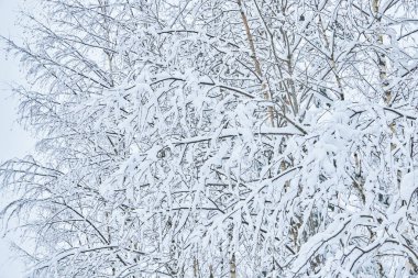 Kardaki ağaçlar. kış