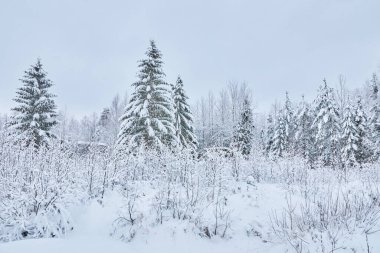 Kışın kozalaklı orman. Rusya