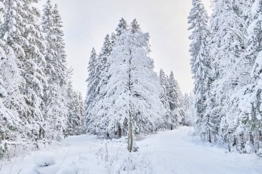 Kışın kozalaklı orman. Rusya