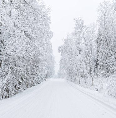 Ormandaki yol. Kış