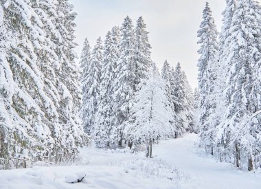 Kışın kozalaklı orman. Rusya