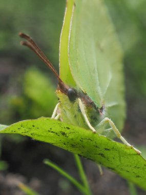 Yeşil yapraklı yeşil kelebek