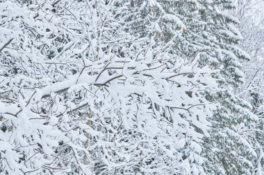 Kardaki ağaçlar. kış