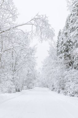 Ormandaki yol. Kış