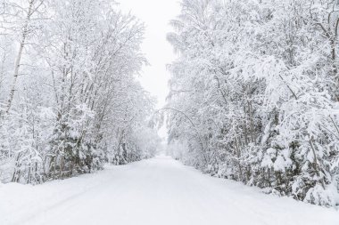 Ormandaki yol. Kış