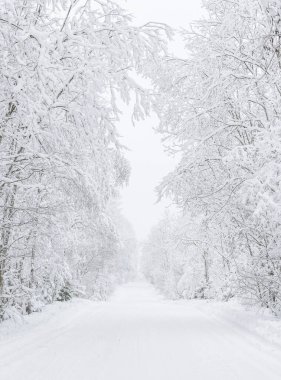 Ormandaki yol. Kış