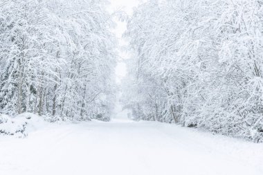 Ormandaki yol. Kış