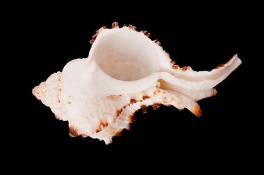 Siyah arka planda güzel deniz kabukları