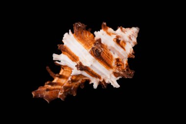 Siyah arka planda güzel deniz kabukları