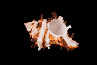 Siyah arka planda güzel deniz kabukları