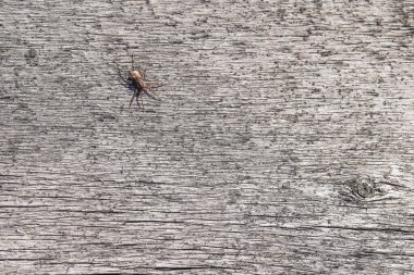 Tahta arka planda güzel bir örümcek