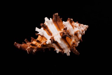 Siyah arka planda güzel deniz kabukları