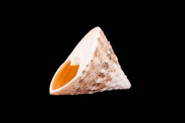 Siyah arka planda güzel deniz kabukları