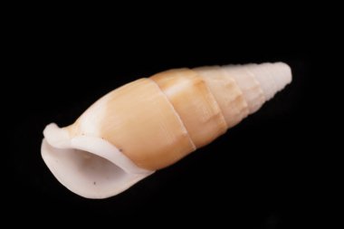 Siyah arka planda güzel deniz kabukları