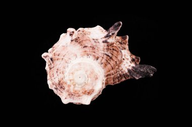 Siyah arka planda güzel deniz kabukları