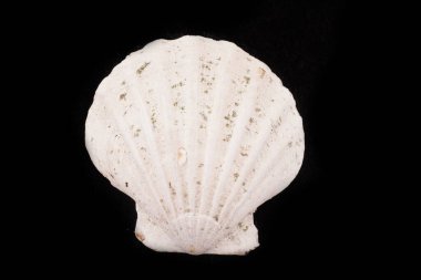 Siyah arka planda güzel deniz kabukları