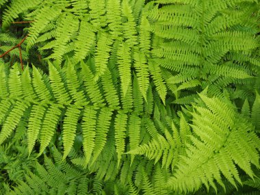 Ormanda eğreltiotu yaprakları