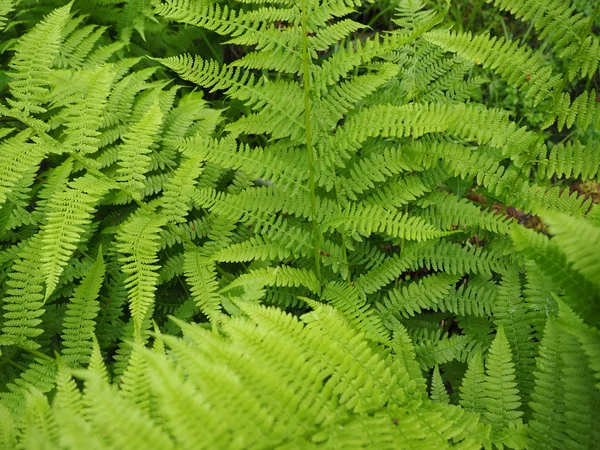 Foglie di felce nella foresta — Foto Stock