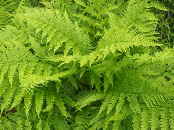 Foglie di felce nella foresta — Foto Stock