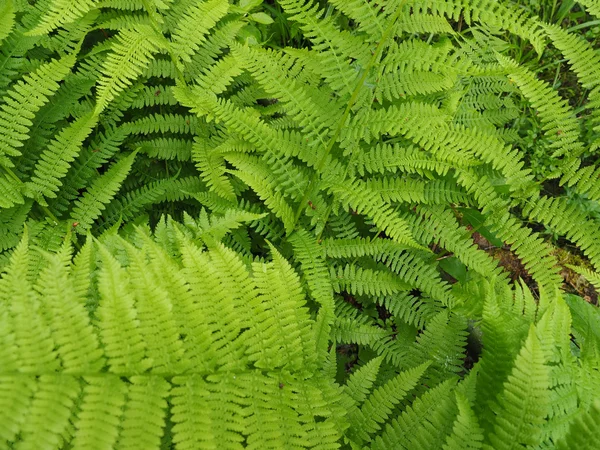 Foglie di felce nella foresta — Foto Stock