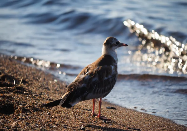 Gull chick — Stock Photo, Image
