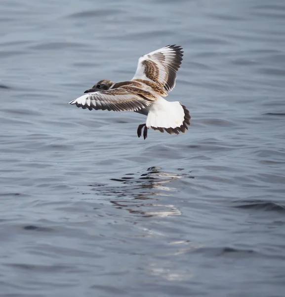 Gull chick — Stockfoto