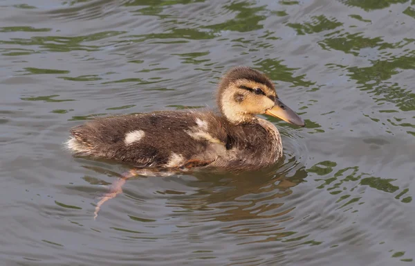 Chick mallard on the lake — Stock Photo, Image