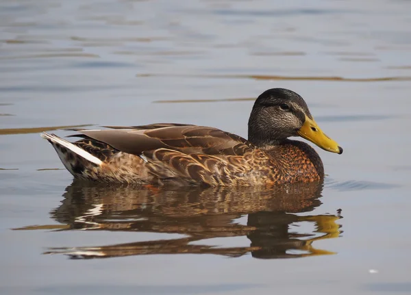 Eend op het meer — Stockfoto