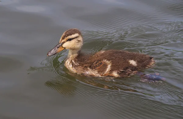 Chick mallard on the lake — Stock Photo, Image