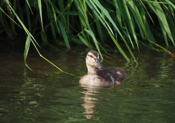 Pintinho mallard no lago — Fotografia de Stock