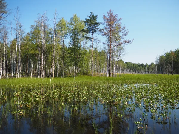Orman Gölü. Karelya — Stok fotoğraf