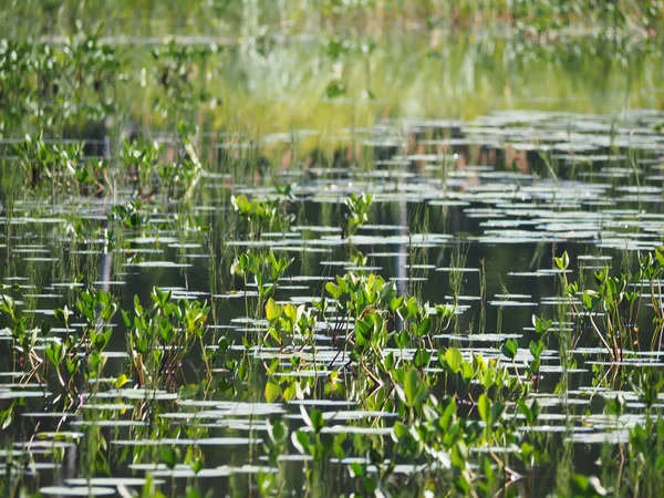 Danau hutan. Karelia — Stok Foto