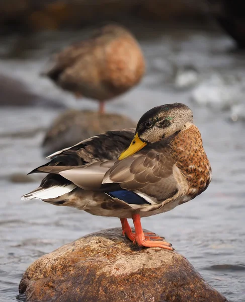 Ankor på sjön — Stockfoto