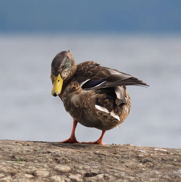 Ente auf dem See — Stockfoto