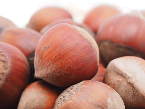 Hazelnuts on a white background — Stock Photo, Image