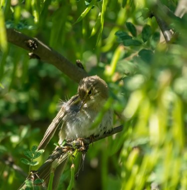 bir ağaç üzerinde ötleğen kuşu