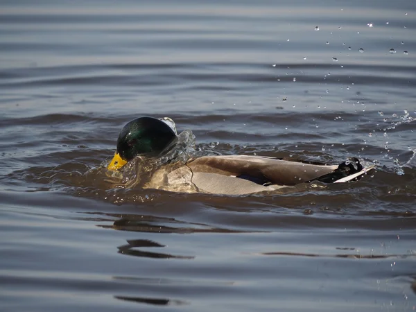 Pato en el lago — Foto de Stock