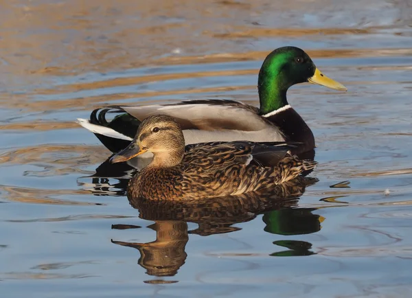 Anatra sul lago — Foto Stock