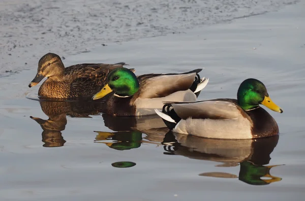 Pato no lago — Fotografia de Stock