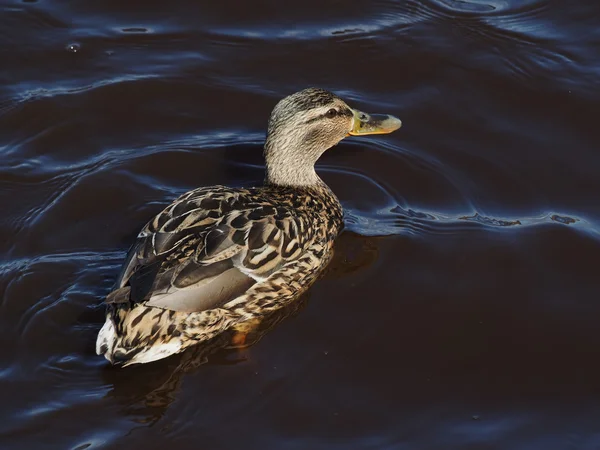 Pato no lago — Fotografia de Stock