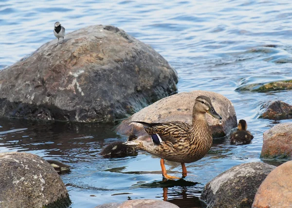 Gölde ördek — Stok fotoğraf